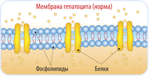 восстановление печени