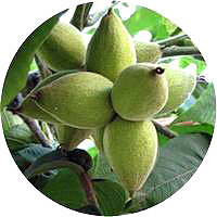 лист чёрного ореха купить