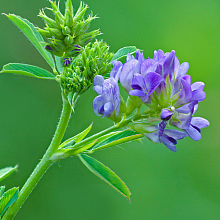 люцерна таблетки купить
